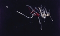 Mort d'Ascelin de Rochester (1956 ; 122 x 189,5 cm)