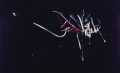 Mort d'Ascelin de Rochester (1956)